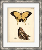Framed Butterfly Profile II