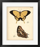 Framed Butterfly Profile II