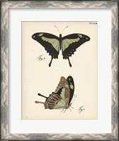 Framed Butterfly Profile III