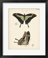 Framed Butterfly Profile III