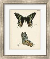 Framed Butterfly Profile IV