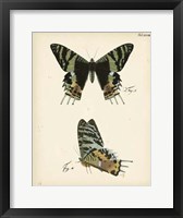 Framed Butterfly Profile IV