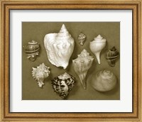 Framed Shell Collector Series I