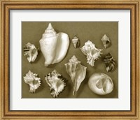 Framed Shell Collector Series II