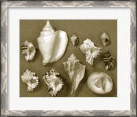 Framed Shell Collector Series II