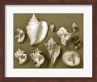 Framed Shell Collector Series II