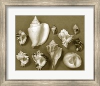 Framed Shell Collector Series II