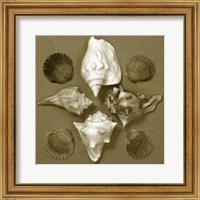 Framed Shell Collector Series III