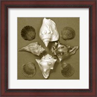 Framed Shell Collector Series III