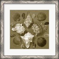 Framed Shell Collector Series IV