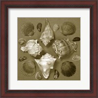 Framed Shell Collector Series IV