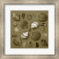 Framed Shell Collector Series V