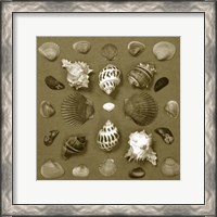 Framed Shell Collector Series VI