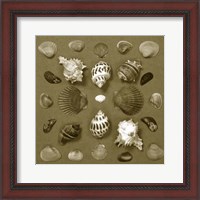 Framed Shell Collector Series VI