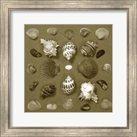 Framed Shell Collector Series VI