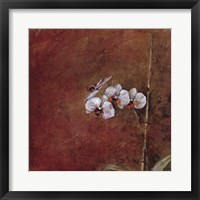 Framed Orchid Series III (Simplicity III)