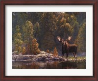 Framed North Country Moose