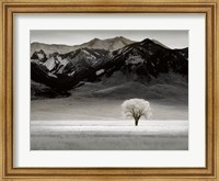 Framed Solitary Tree