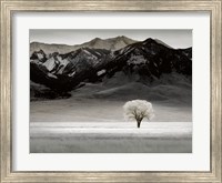 Framed Solitary Tree
