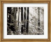 Framed Misty Forest