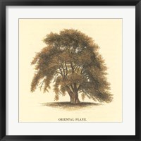 Framed Oriental Plane