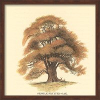 Framed Sessile-Fruited Oak