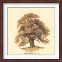 Framed Sessile-Fruited Oak