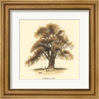 Framed Common Oak