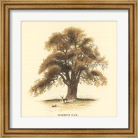 Framed Common Oak