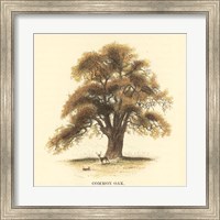 Framed Common Oak