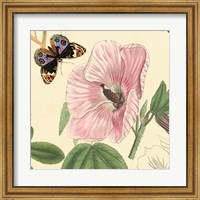 Framed Hibiscus