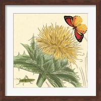 Framed Star Thistle