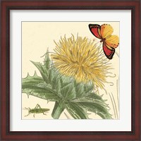 Framed Star Thistle