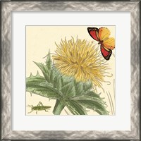 Framed Star Thistle