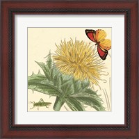 Framed Star Thistle