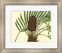 Framed Palmetto III