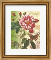 Framed Rose Splendor I