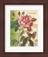 Framed Rose Splendor I