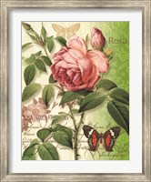 Framed Rose Splendor II