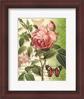 Framed Rose Splendor II