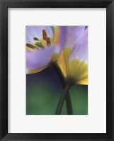 Framed Tulipe 7