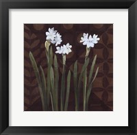 Framed Narcissus on Brown I
