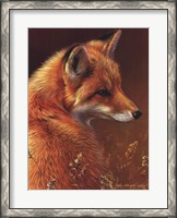 Framed Curious Red Fox