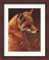 Framed Curious Red Fox