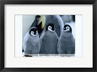 Framed March of the Penguins Baby Penguins
