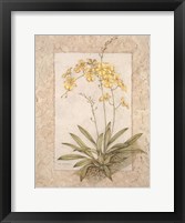 Framed Orchid Fresco IV(L)