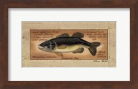 Framed Large Mouth Bass