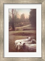 Framed Ruthie's Sheep