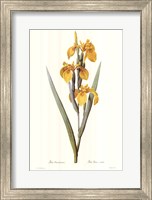 Framed Iris Pseudacorus