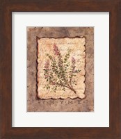 Framed Vintage Herbs - Thyme